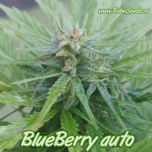 Blueberry autoflower , regulier. Blueberry autoflower , regulier.